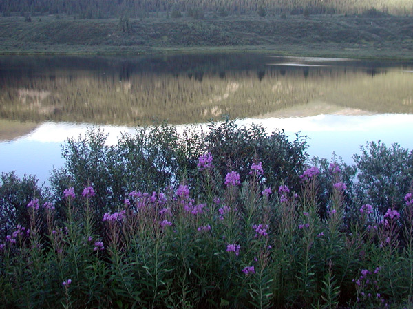 Lake with fire weed