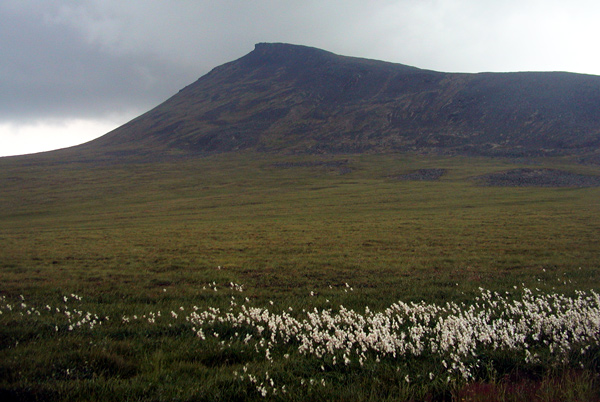 Mountain and flowers