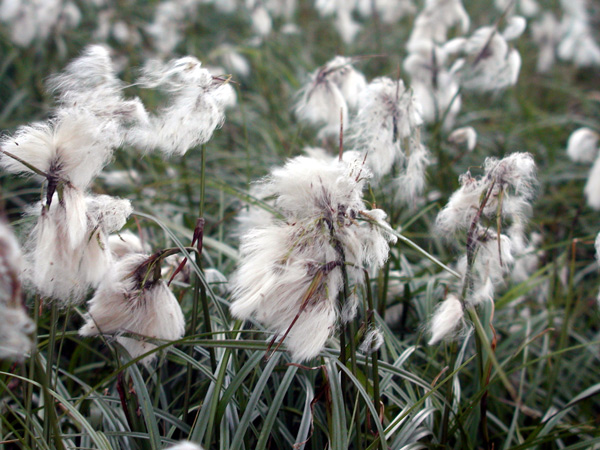 Flower close up