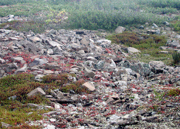 Tundra
