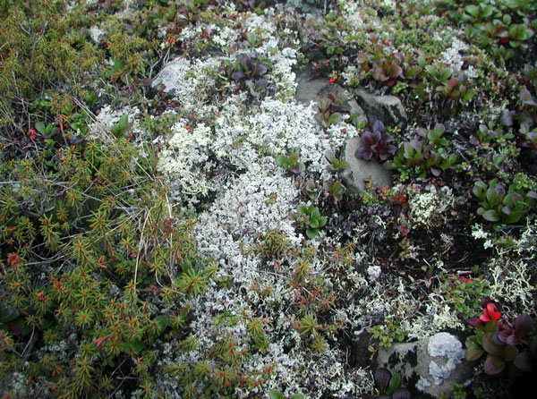 Tundra CU