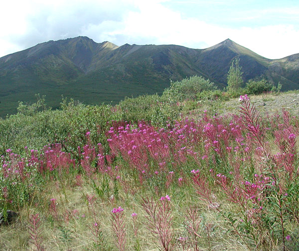 Fireweed
